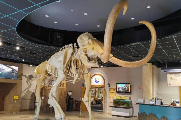 Arizona Museum of Natural History